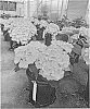 Hydrangea%20hybrida%20%27HMUPSI%27