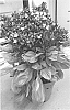 Ocimum%20basilicum%20%27DBASBLOOM%27