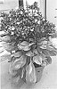 Ocimum%20basilicum%20%27DBASBLOOM%27
