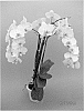 Phalaenopsis%20hybrid%20%27PHALYFREP%27