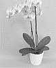 Phalaenopsis%20hybrid%20%27PHALDTYK%27