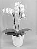 Phalaenopsis%20hybrid%20%27PHALDRIDOP%27