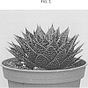 Aloe%20aristata%20%27AMIAL1605%27