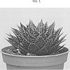 Aloe%20aristata%20%27AMIAL1605%27