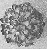 Aeonium%20hybrida%20%27Black%20Diamond%27