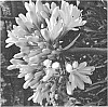 Agapanthus%20orientalis%20%27PMB012%27