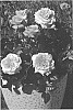 Rosa%20hybrida%20%27Noa1811108%27