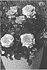Rosa%20hybrida%20%27Noa1811108%27