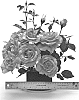 Rosa%20hybrida%20%27WEKmeroro%27