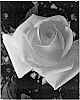 Rosa%20hybrida%20%27LIMbird%27