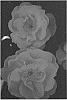 Rosa%20hybrida%20%27Radshining%27