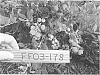 Vaccinium%20corymbosum%20%27FF03-178%27