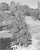 Cornus%20elliptica%20%27NCCE1%27