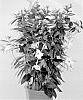 Mandevilla%20sanderi%20%27MAN216901%27