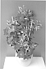 Mandevilla%20hybrida%20%27Inmanredgran%27