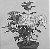 Hydrangea%20macrophylla%20%27Horthamp%27
