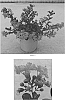 Lagerstroemia%20indica%20%27Conlagras%27
