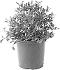 Gardenia%20jasminoides%20%27PS-2013-4%27