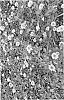 Lippia%20canescens%20x%20Lippia%20nodiflora%20%27ECOLOPIA2%27