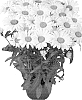 Leucanthemum%20x%20superbum%20%27Barleuswechr%27