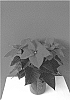 Euphorbia%20pulcherrima%20Willd.%20%27BKPONLR%27