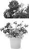Verbena%20hybrida%20%27RIKAV38602%27
