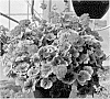 Pelargonium%20x%20hortorum%20%27Fipelbrofir%27