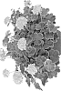 Pelargonium%20x%20hortorum%20%27Fipelbrosalni%27