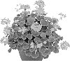 Pelargonium%20x%20hortorum%20%27Fipelbrofini%27