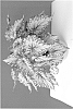 Begonia%20hybrida%20%27KRBELAT02%27