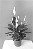 Spathiphyllum%20Schott%20%27Spamobla%27