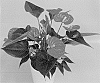 Anthurium%20andreanum%20%27RYN2011113%27