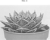 Aloe%20aristata%20%27AMIAL1620%27