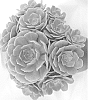 Aeonium%20hybrid%20%27Caribbean%20Rose%27
