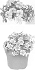 Calibrachoa%20sp.%20%27INCALTRSUN%27
