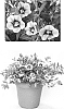 Calibrachoa%20sp.%20%27BBCAL27801%27