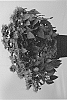 Monarda%20didyma%20%27MON0012BFR%27