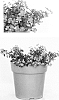 Sutera%20cordata%20%27G13340%27