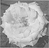 Rosa%20L.%20%27RNF%20Pink%2002%27