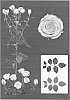 Rosa%20hybrida%20%27ESM%20R202%27