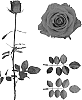 Rosa%20hybrida%20%27ESM%20R197%27