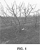 Prunus%20avium%20L.%20%27SMS-16-CA%202014-16%27