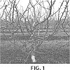Prunus%20avium%20L.%20%27SMS-9CA%202014-9%27