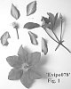 Clematis%20viticella%20%27Evipo078%27
