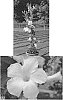 Mandevilla%20hybrida%20%27Sunpa%206416%27