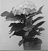 Hydrangea%20macrophylla%20%27HBA%20214903%27