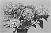Hydrangea%20macrophylla%20%27Hortfire%27