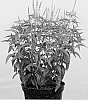 Veronica%20longifolia%20x%20Veronica%20spicata%20%27Allv1461%27