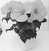 Hibiscus%20rosa-sinensis%20%27HIQ%201601%27