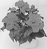 Hibiscus%20rosa-sinensis%20%27HIQ%201603%27